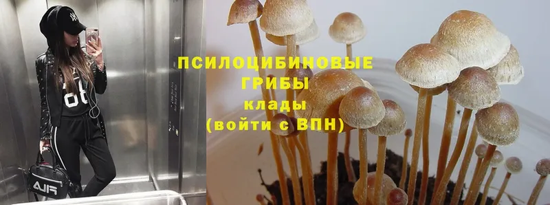 кракен ССЫЛКА  закладка  Полевской  Псилоцибиновые грибы Magic Shrooms 